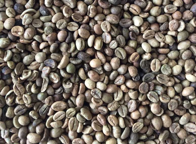 unwashed robusta coffee bean s13 3