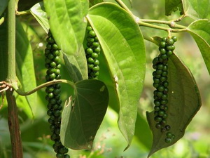 Vietnam must spice up price of pepper