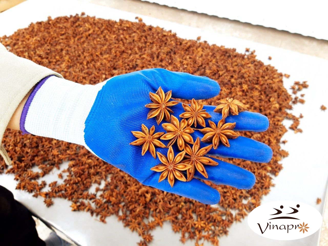 Autumn Star Aniseed