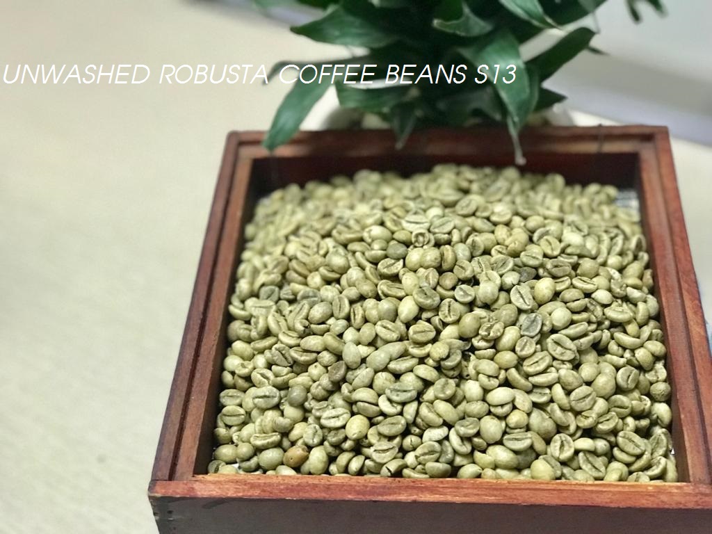 Unwashed Robusta Coffee beans S13