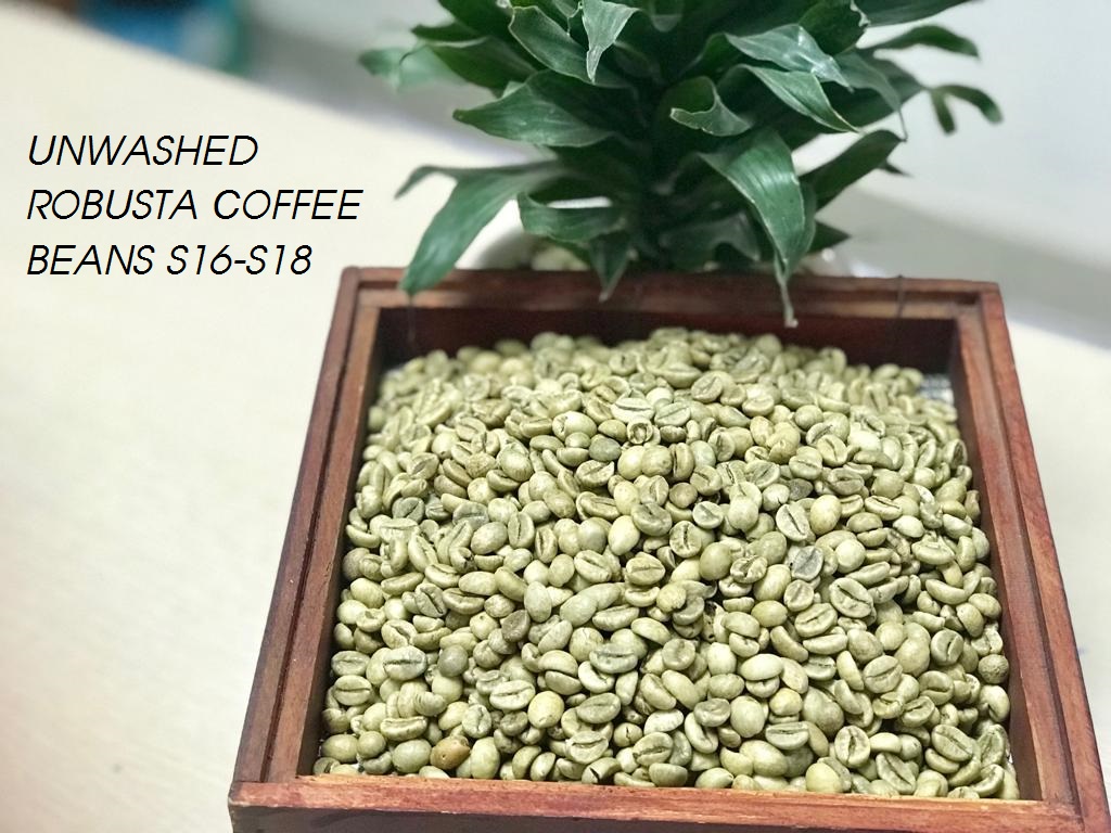 Unwashed Robusta Coffee S16 - S18