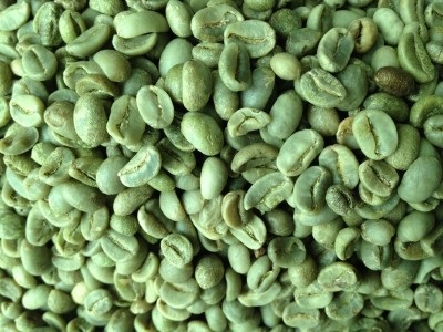 washed arabica coffee bean s16