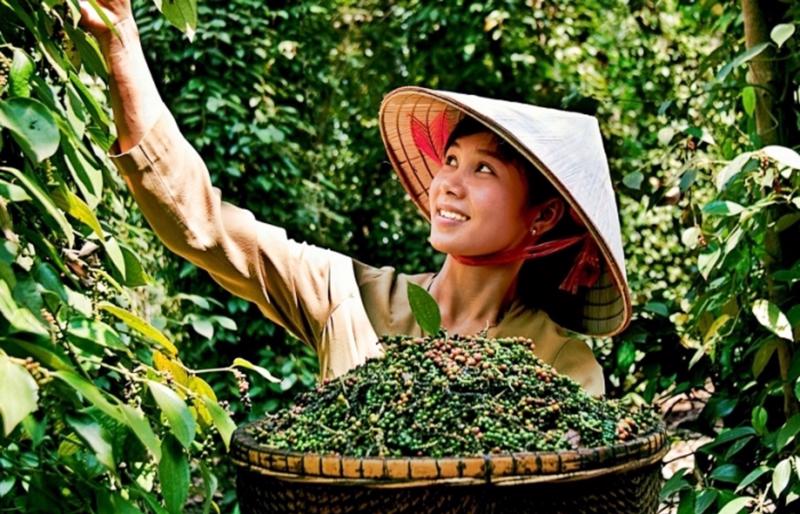 Pepper Prices in Vietnam