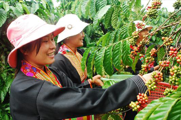 How Vietnam became a coffee giant