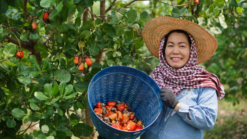 THE VIETNAMESE CASHEW INDUSTRY HAS MAINTAINED ITS GLOBAL LEADERSHIP IN CASHEW NUT EXPORTS