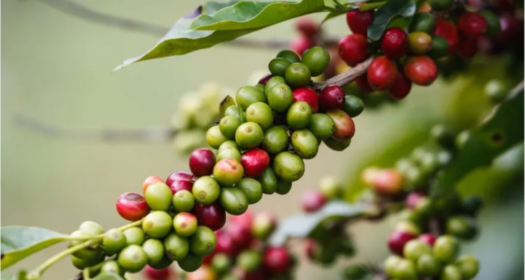 August 11, 2023: Coffee Prices Witness Downward Trends