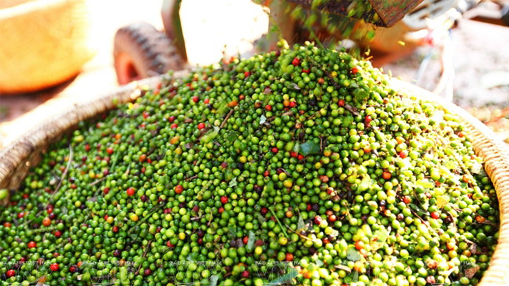 Pepper prices in Vietnam