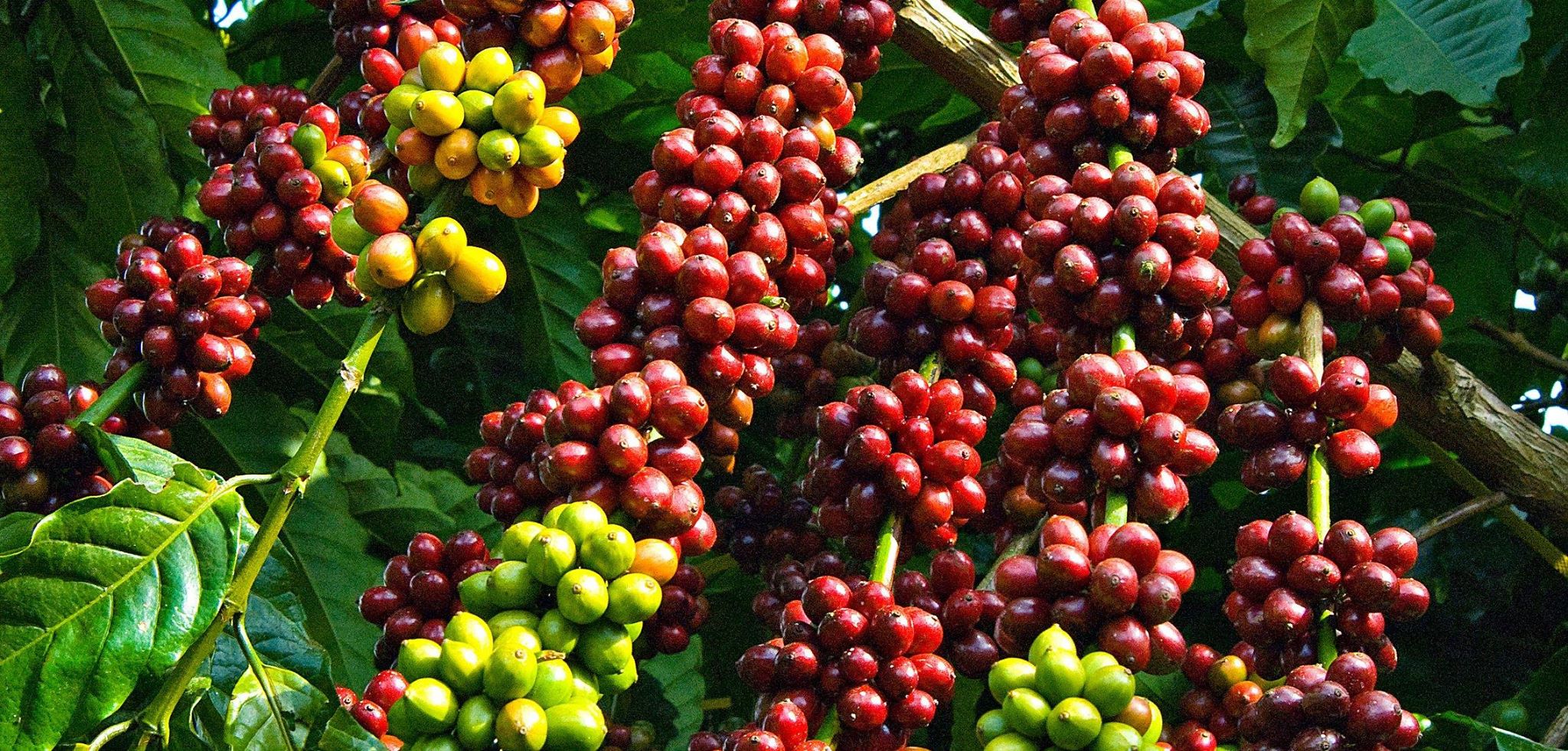Overview of ASEAN coffee industry