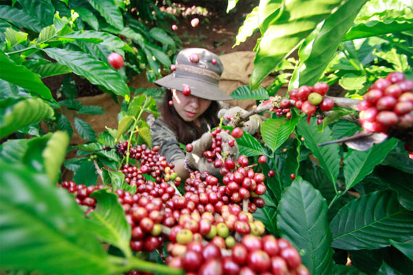 COFFEE EXPORT WITH NEW SIGNALS ABOUT MARKET AND PRICES IN THE NEW HARVEST SEASON 2023-2024