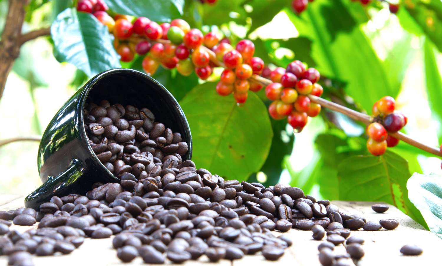 Coffee Prices on 27/09: Simultaneous Rise, Approaching 67,000 VND/kg in the Vietnam Market