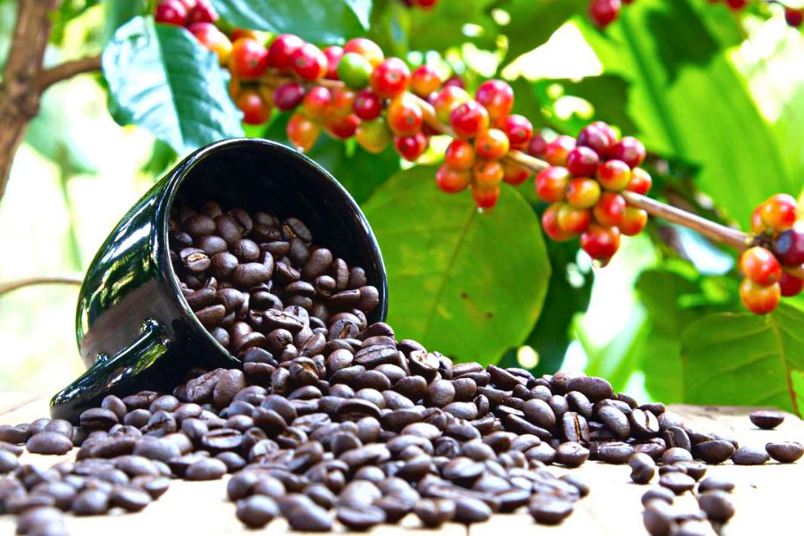 COFFEE PRICES ON DECEMBER 15, 2023: EXTENDING INCREASING CHAIN FROM THE EARLIER OF THE WEEK