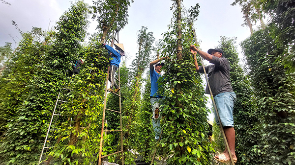 VIETNAM'S PEPPER EXPORT OUTPUT INCREASED NEARLY 50%, WITH THE US BEING THE LARGEST MARKET