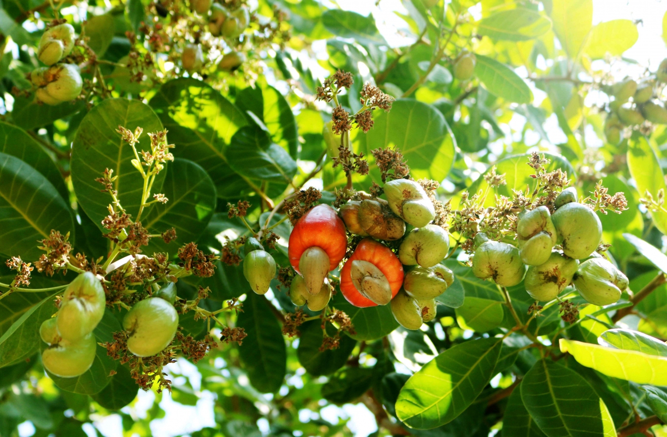 SUSTAINABLE AGRICULTURAL DEVELOPMENT IN THE SOUTHEAST REGION - UPGRADING THE VALUE CHAIN OF KEY AGRICULTURAL PRODUCTS