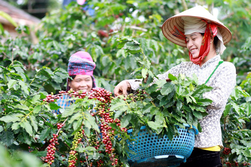 Sustainable Development and Value Enhancement of Son La Coffee, Vietnam