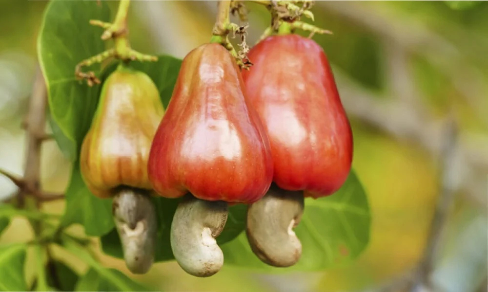 THE EXPORT PRICE OF VIETNAMESE CASHEW KERNELS INCREASED TO THE HIGHEST SINCE THE BEGINNING OF THE YEAR