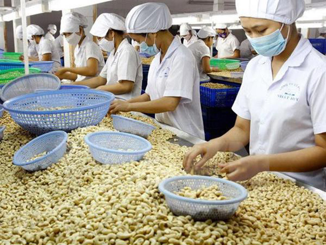 THERE IS STILL MUCH ROOM FOR GROWTH IN CASHEW EXPORT IN 2024