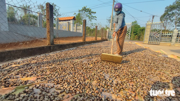 VIETNAMESE CASHEW BUSINESSES ‘CALL FOR HELP’