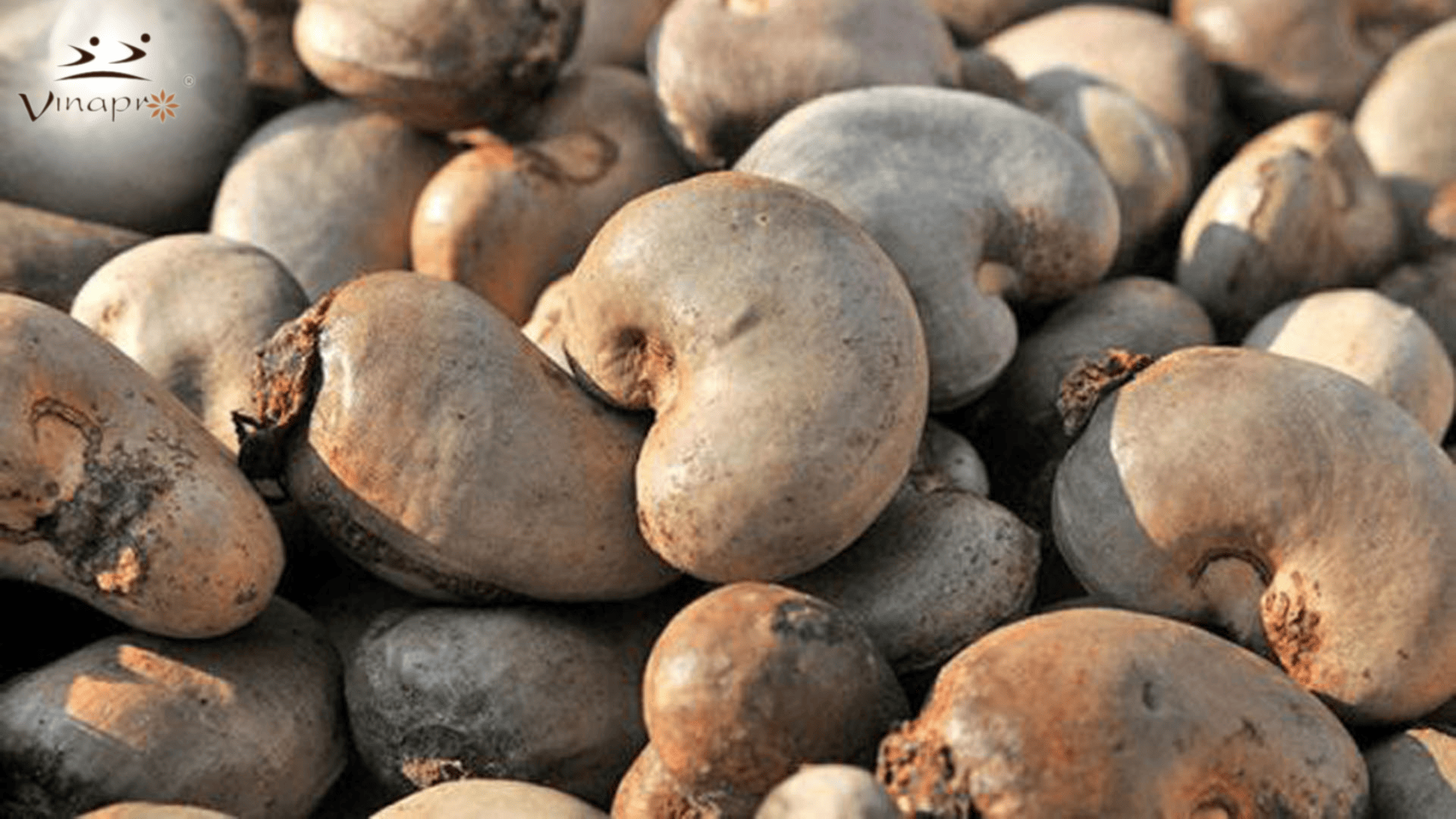 VIETNAMESE CASHEW MARKET IN MAY 2024: HIGH DEMAND, FLUCTUATING PRICES