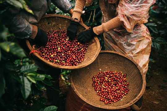 WORLD COFFEE PRICES INCREASED ABNORMALLY, PREDICTING A 'SPARKLING' DECADE FOR VIETNAMESE COFFEE