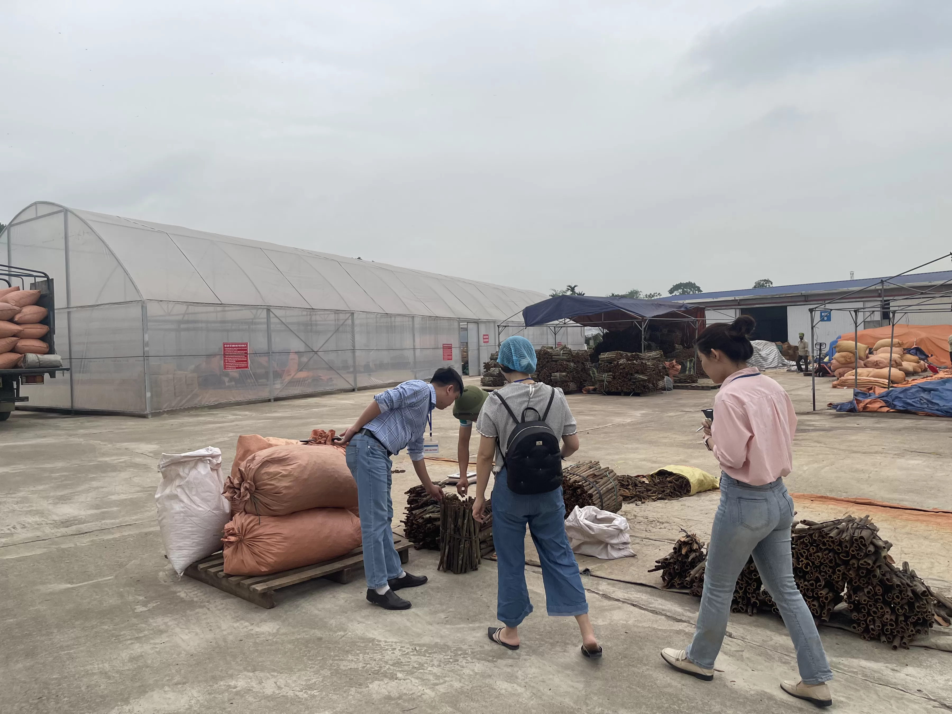 Quality control process at Vietnam cinnamon manufacturer