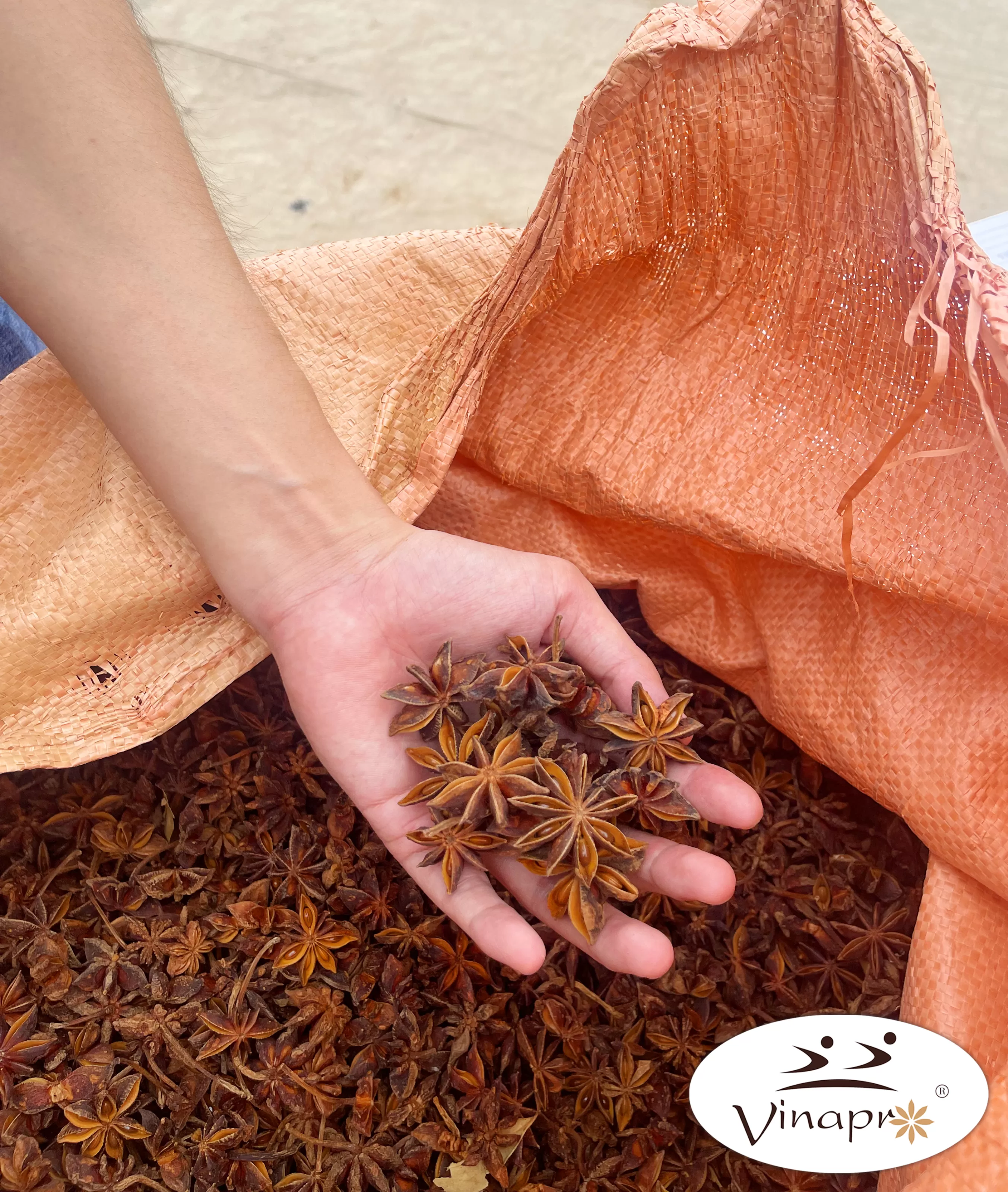 Spring star aniseed processing at factory