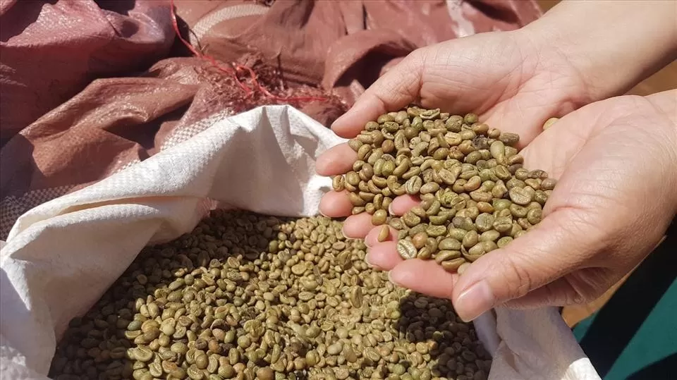Vietnam green coffee bean exporter