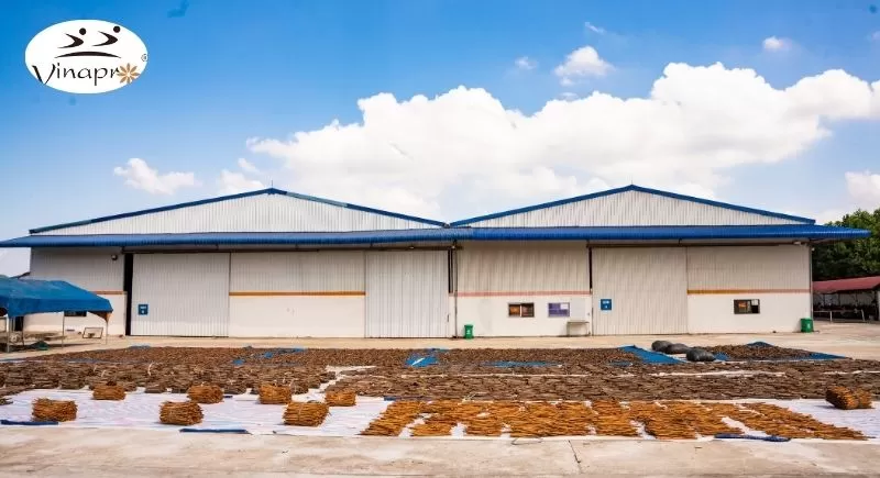  Vietnam cassia factory and raw materials