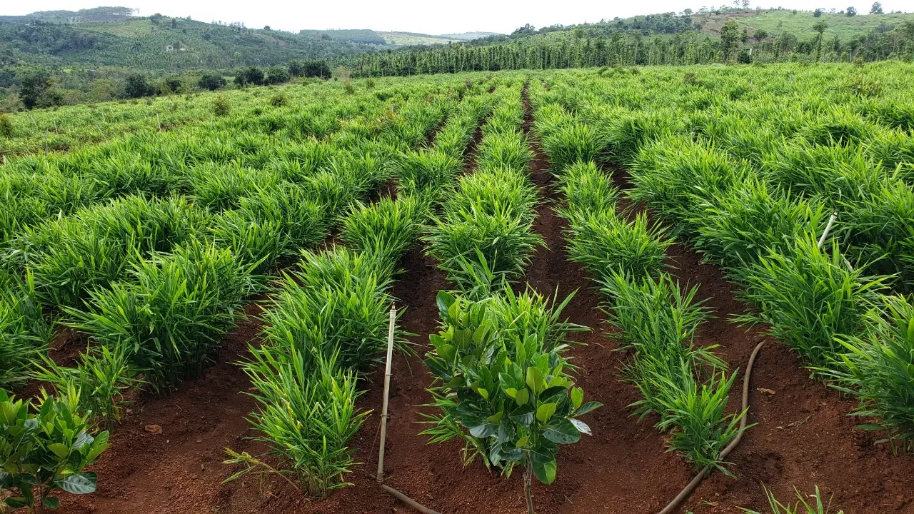 Vietnam ginger raw material for powder ginger