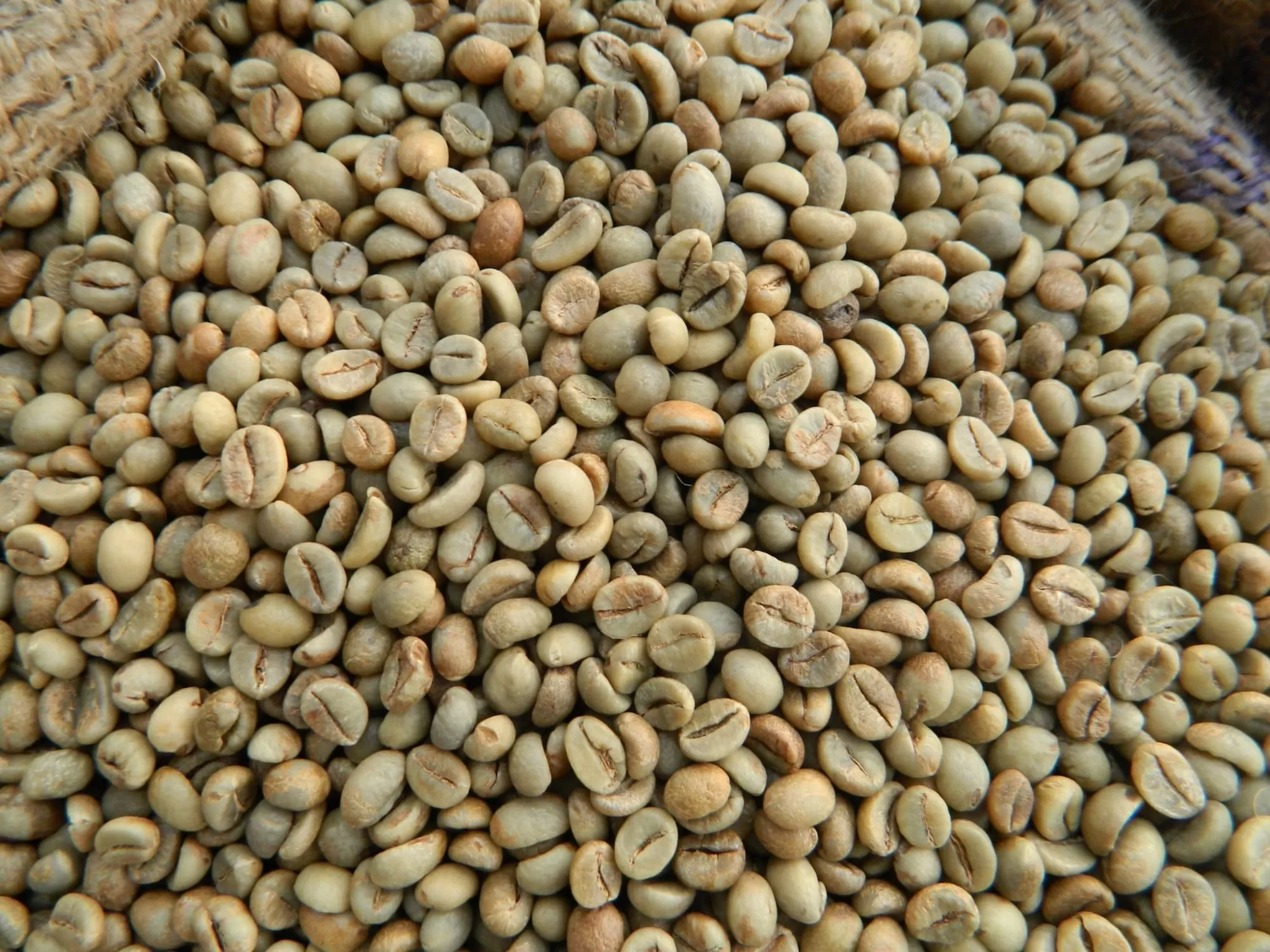 Wet Polished Robusta S18 coffee beans from Vietnam