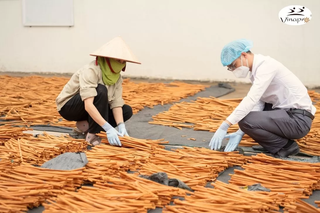 Premium Cinnamon Stick processing at Vinapro
