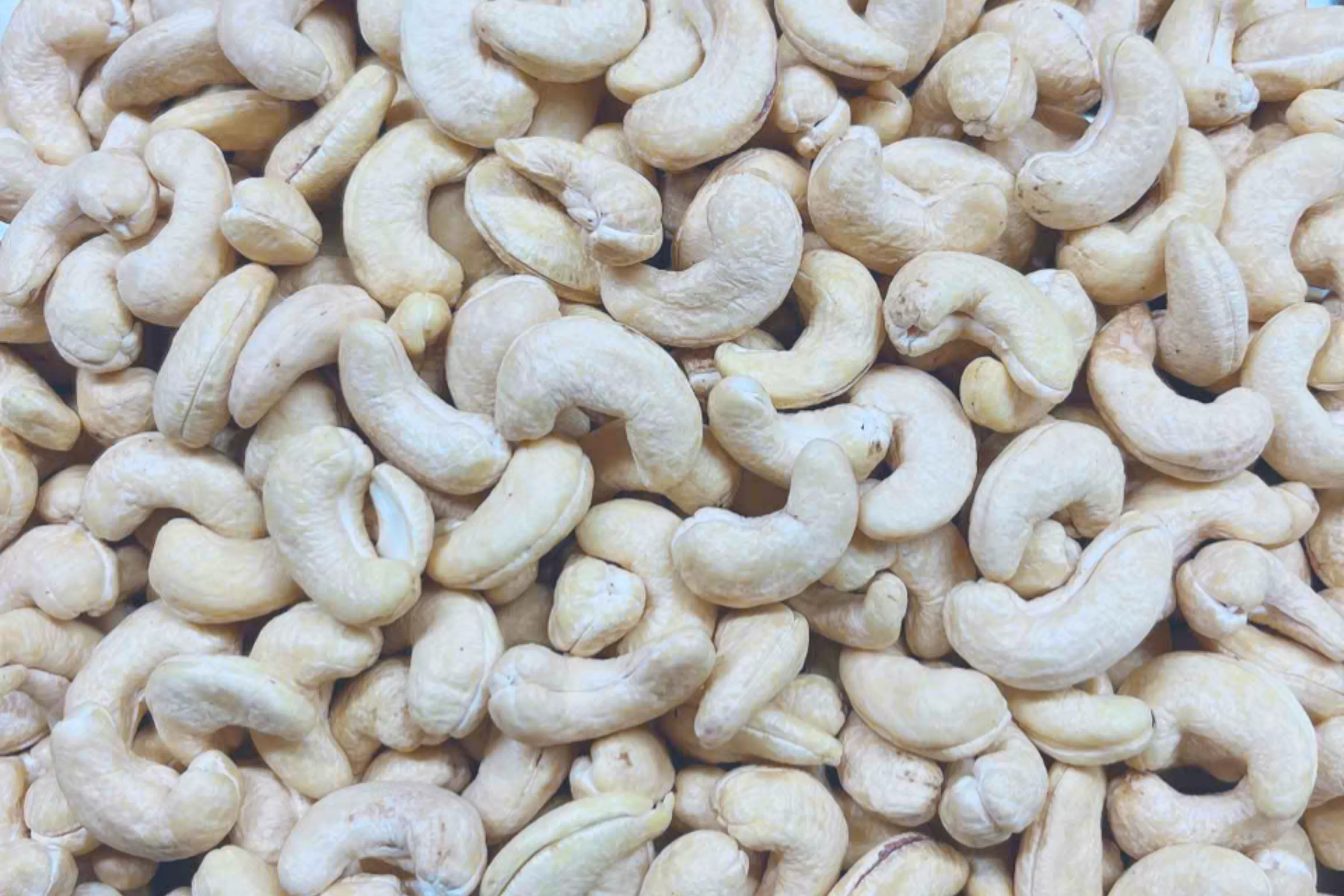 Premium Cashew Nuts supplier from Vietnam