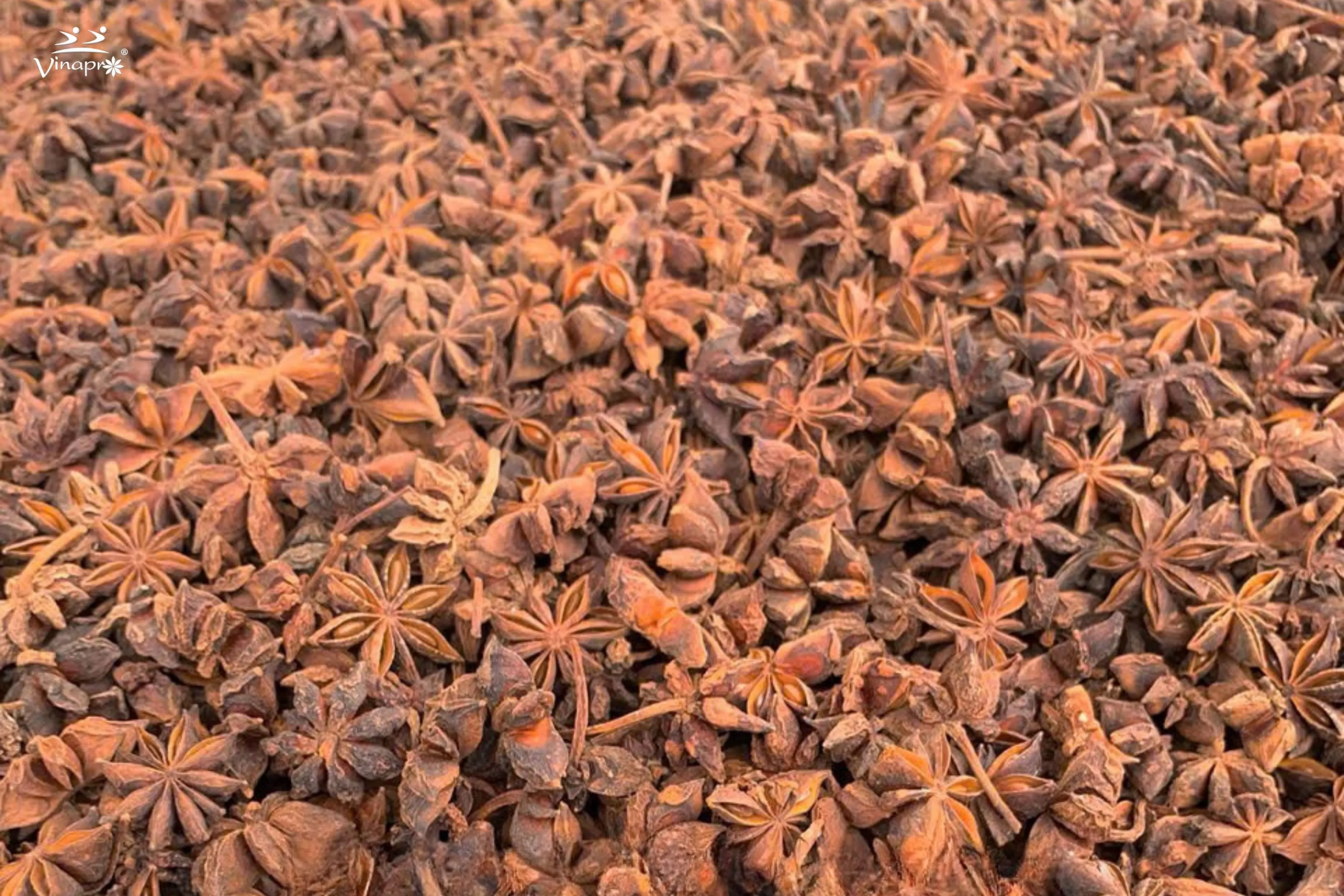  Premium Autumn Star Aniseed from Vietnam by Vinapro