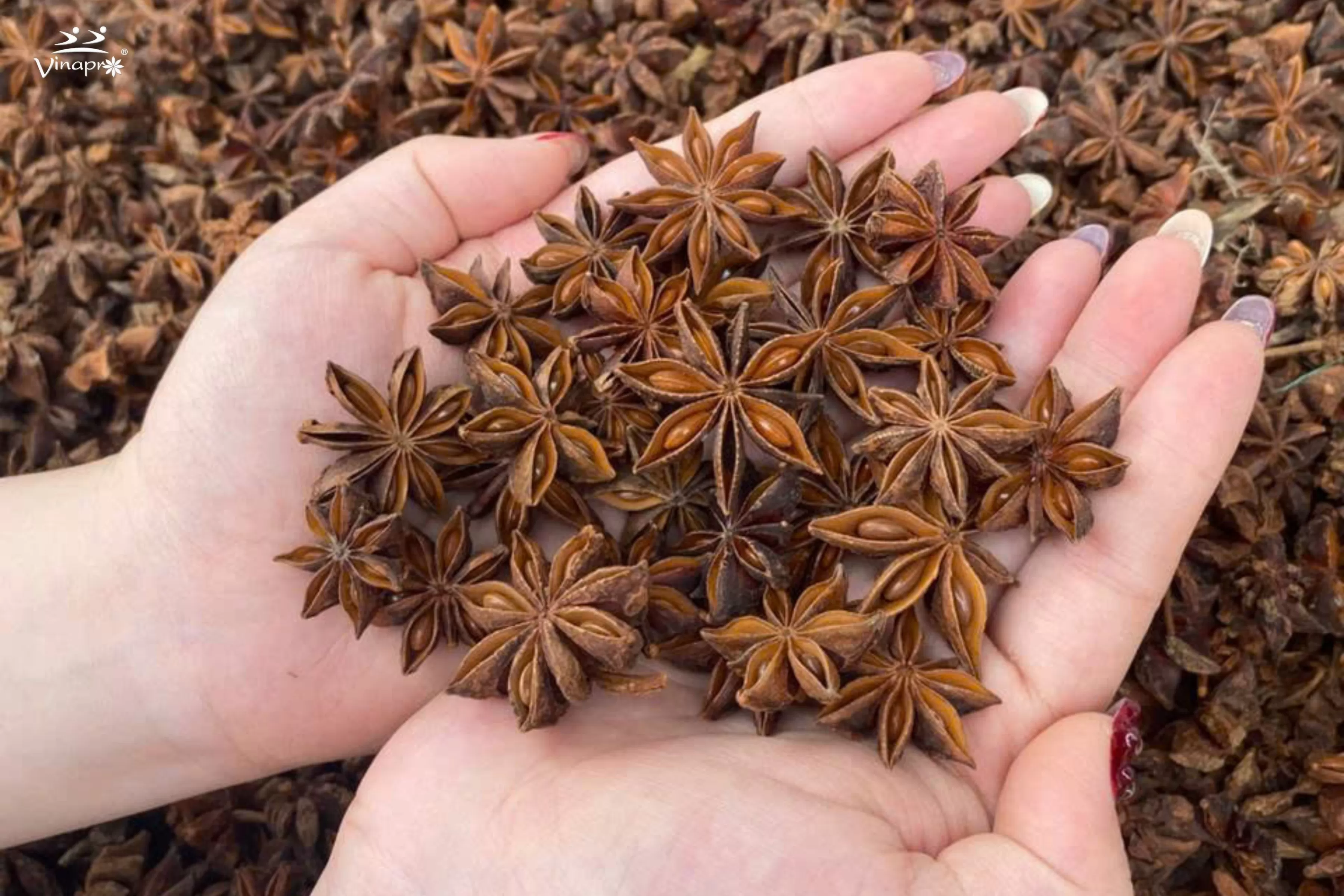  Why Choose Vinapro's Autumn Star Aniseed
