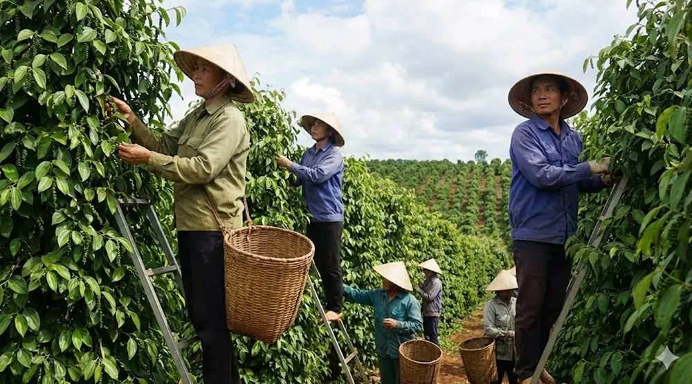 Vietnam pepper harvesting for export