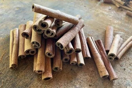 Indonesian cassia from Sumatra for export