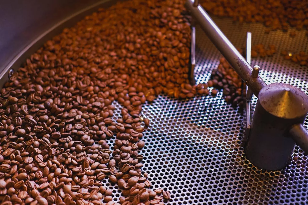 Wet Polished Robusta S18 for coffee roasting