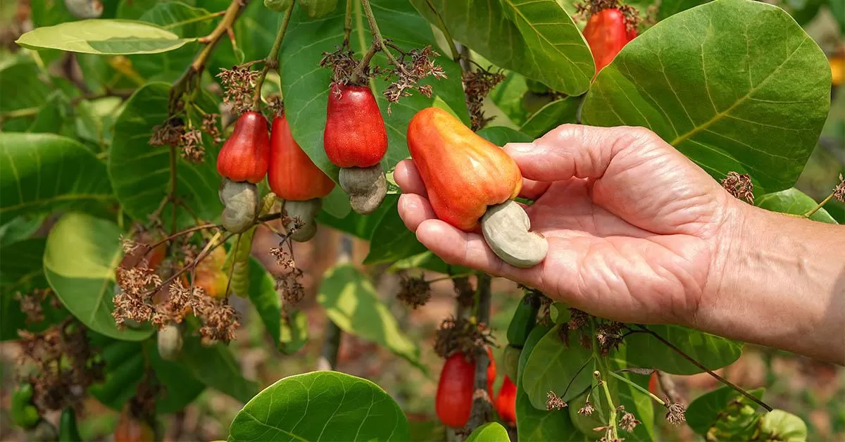 Premium raw cashew nuts from Vietnam
