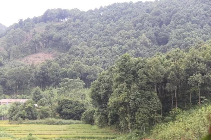 natural conditions of cinnamon growing regions in Vietnam
