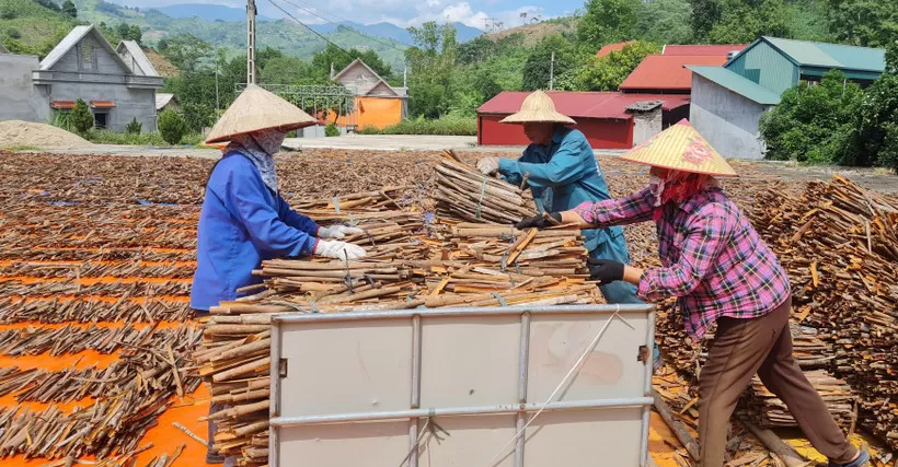Pre-processing cinnamon before grinding for export