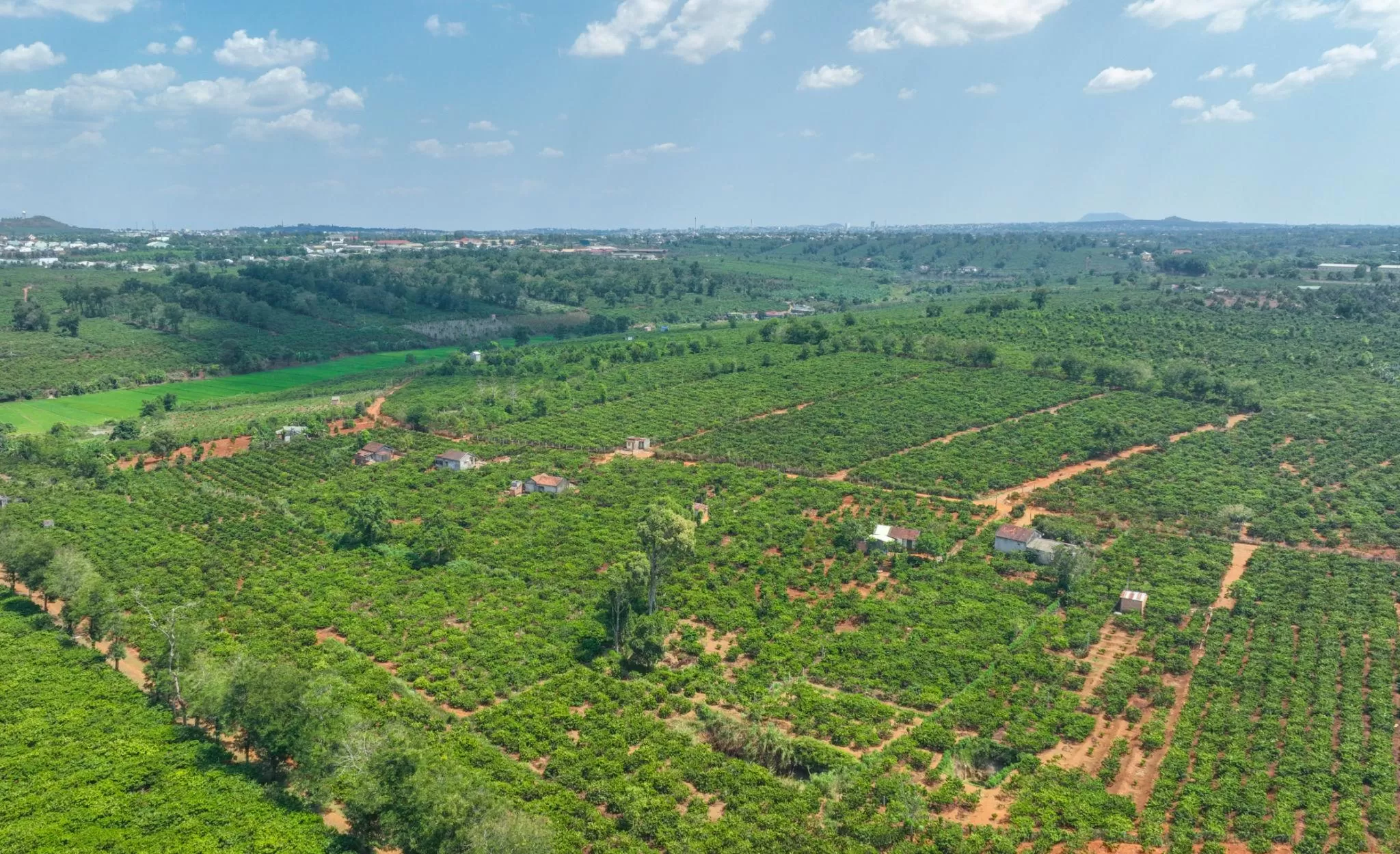 Vietnamese Robusta coffee beans from premium growing regions