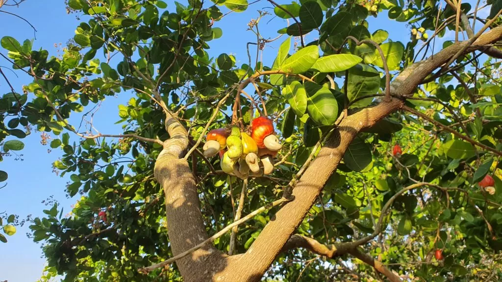 importing cashew nuts from Vietnam with a stable supply