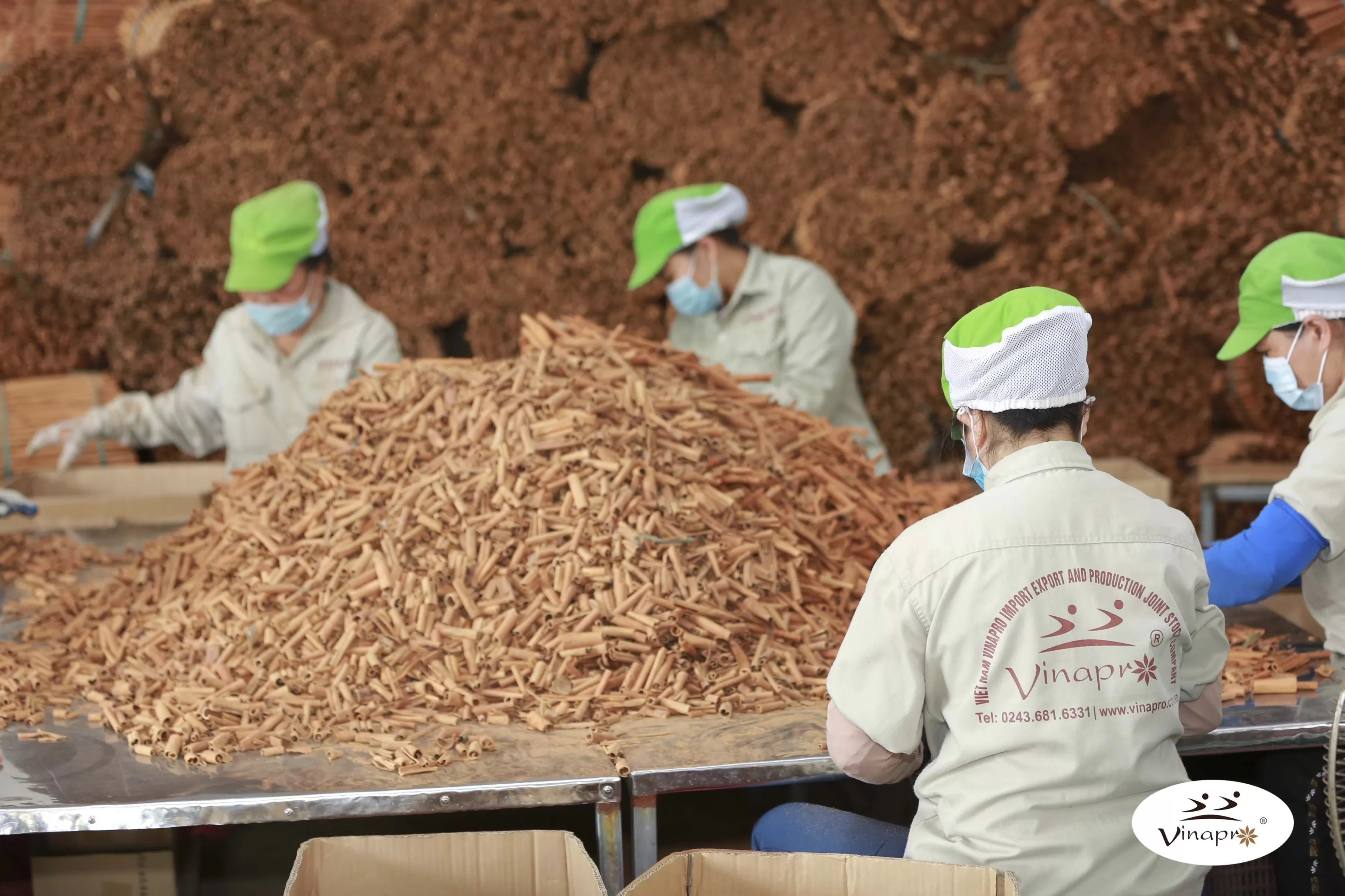 Workers processing cinnamon at a cinnamon factory in Vietnam for export-quality production