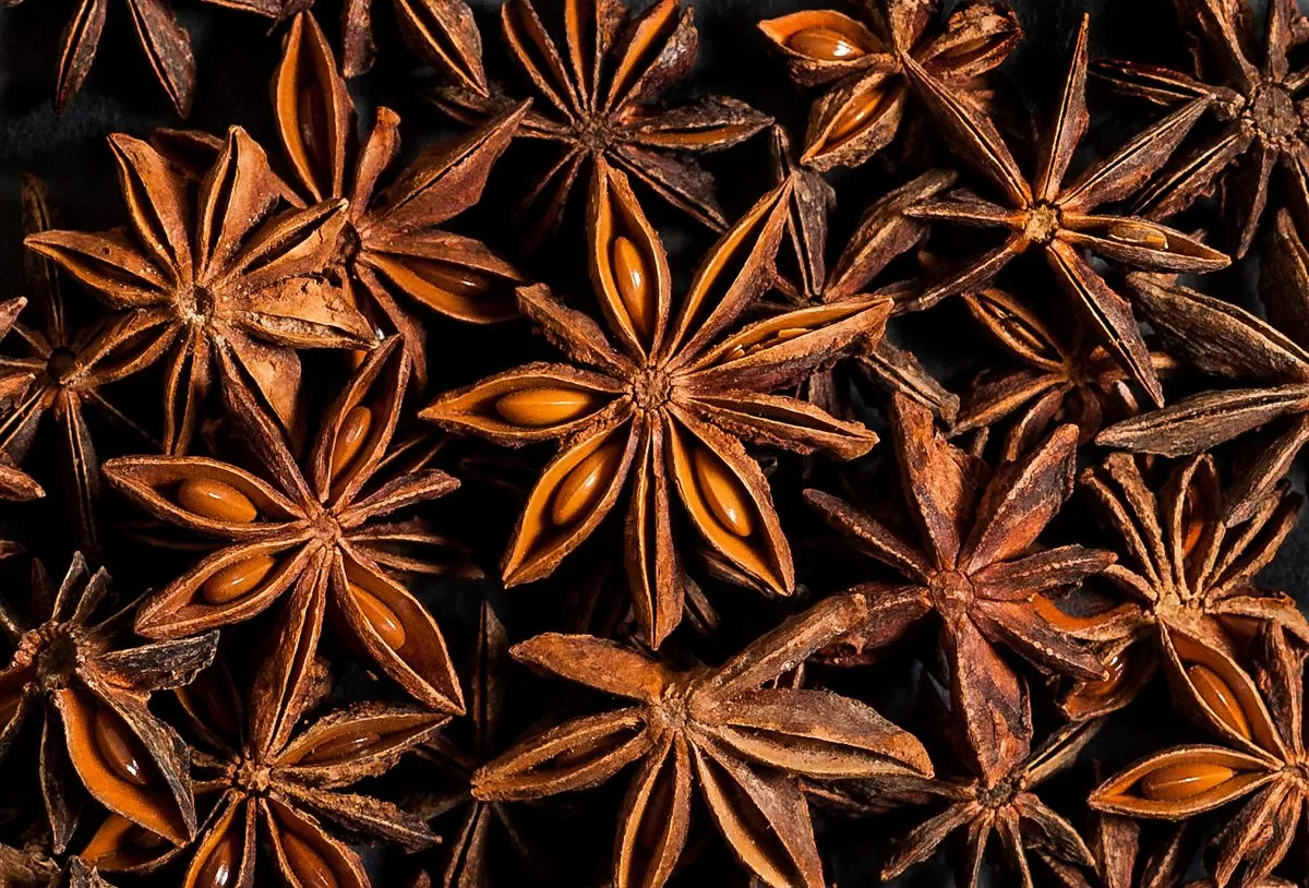 Autumn Star Aniseed