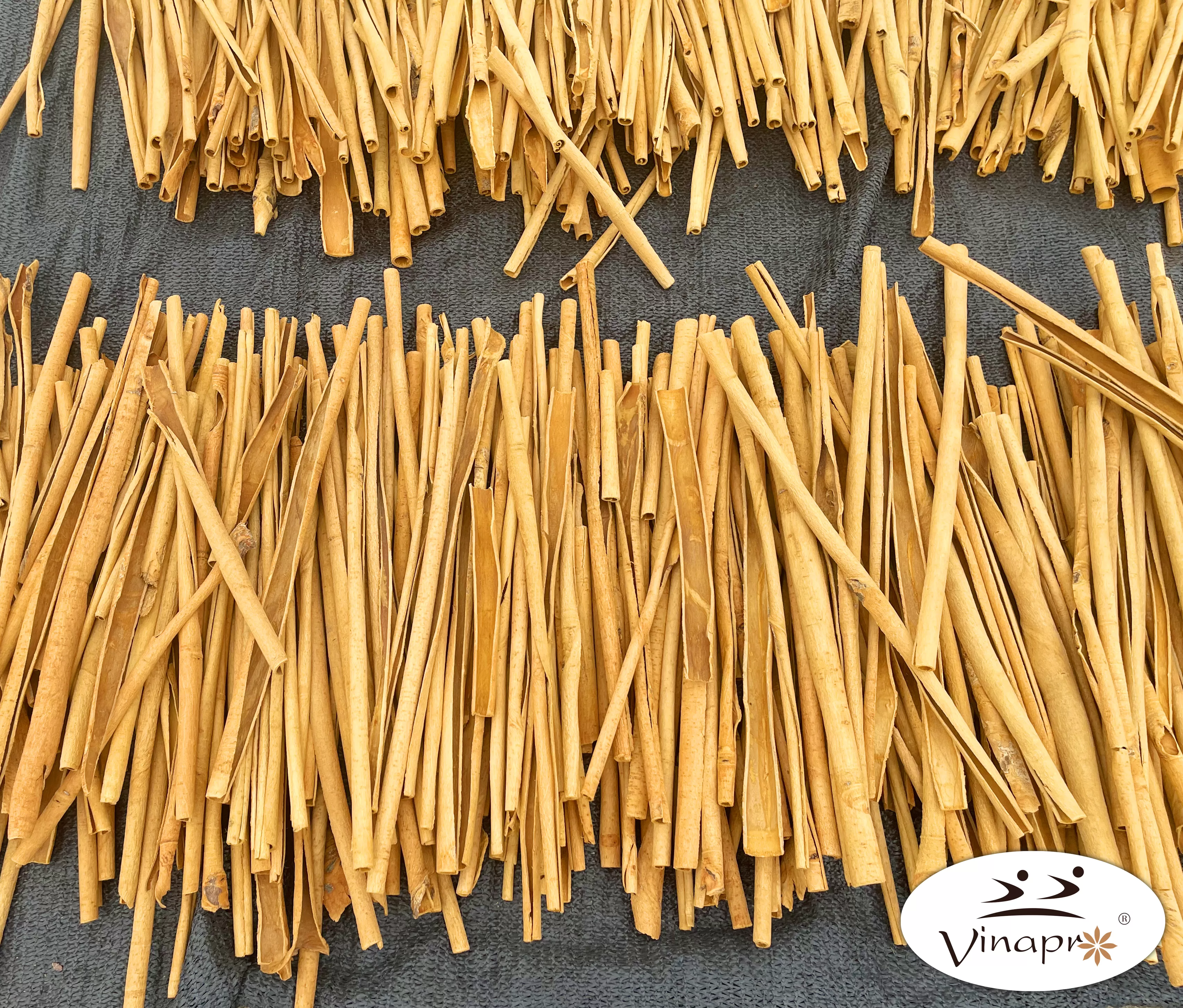 Stick cassia