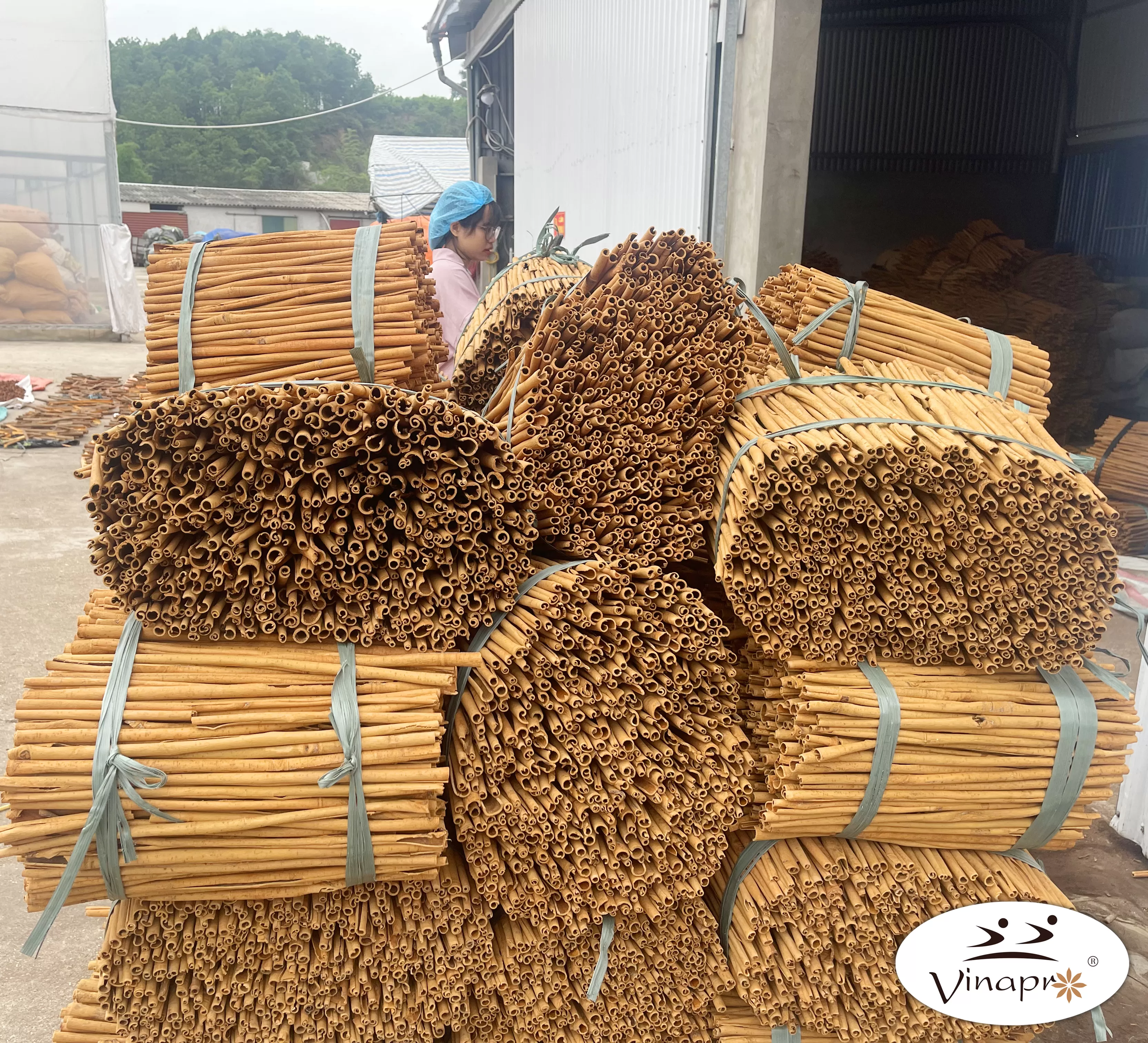 Stick cassia