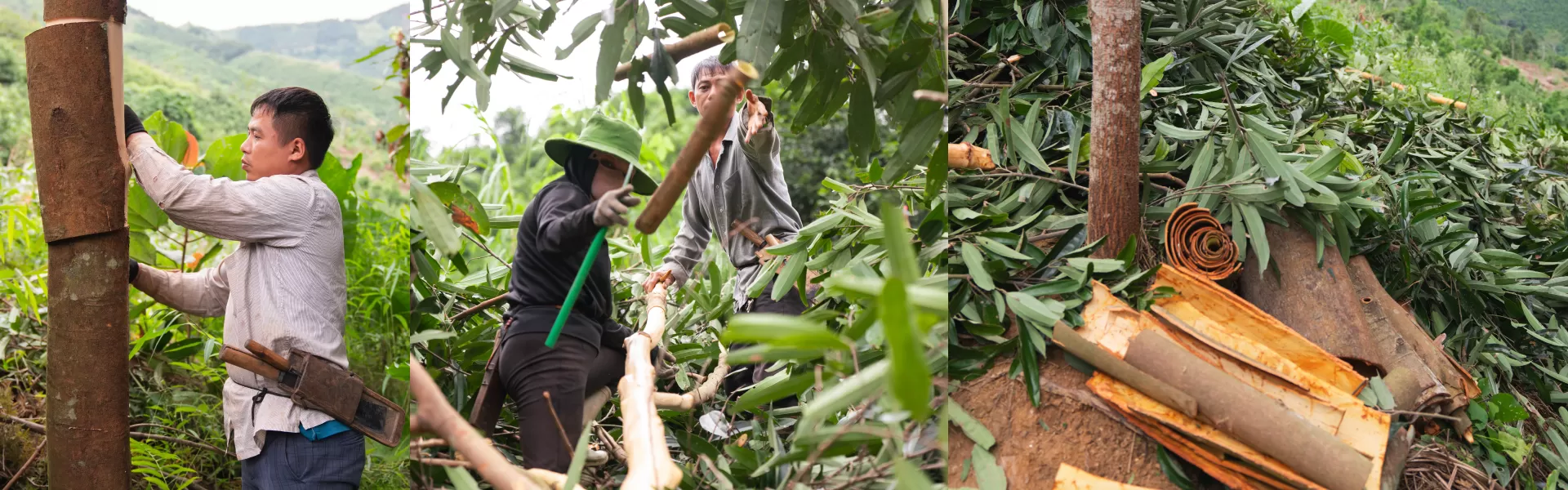 Sustainable crop exploitation