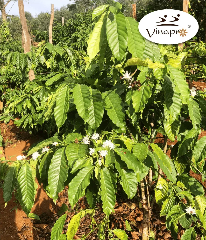 Wet polished robusta green coffee beans S16