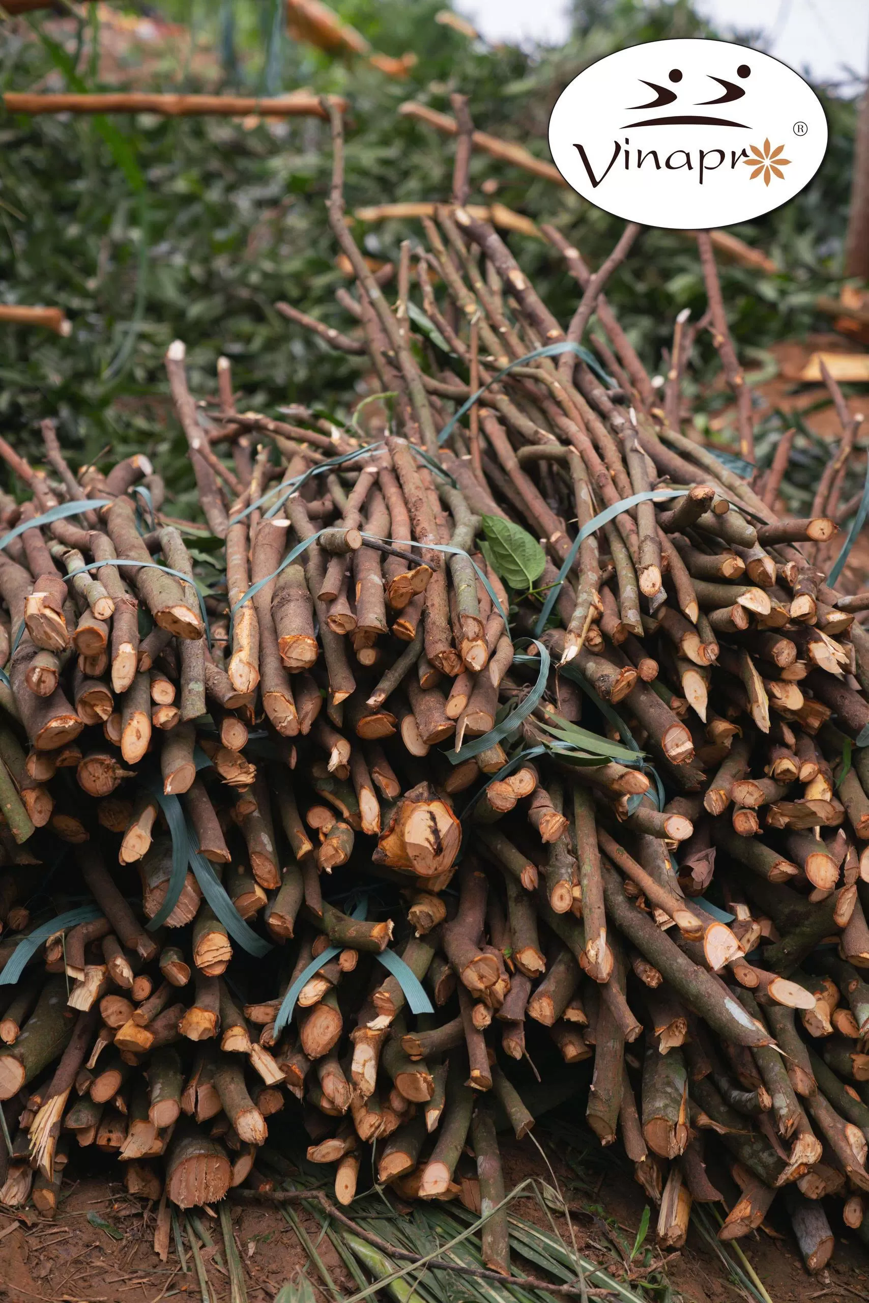 Pressed cassia