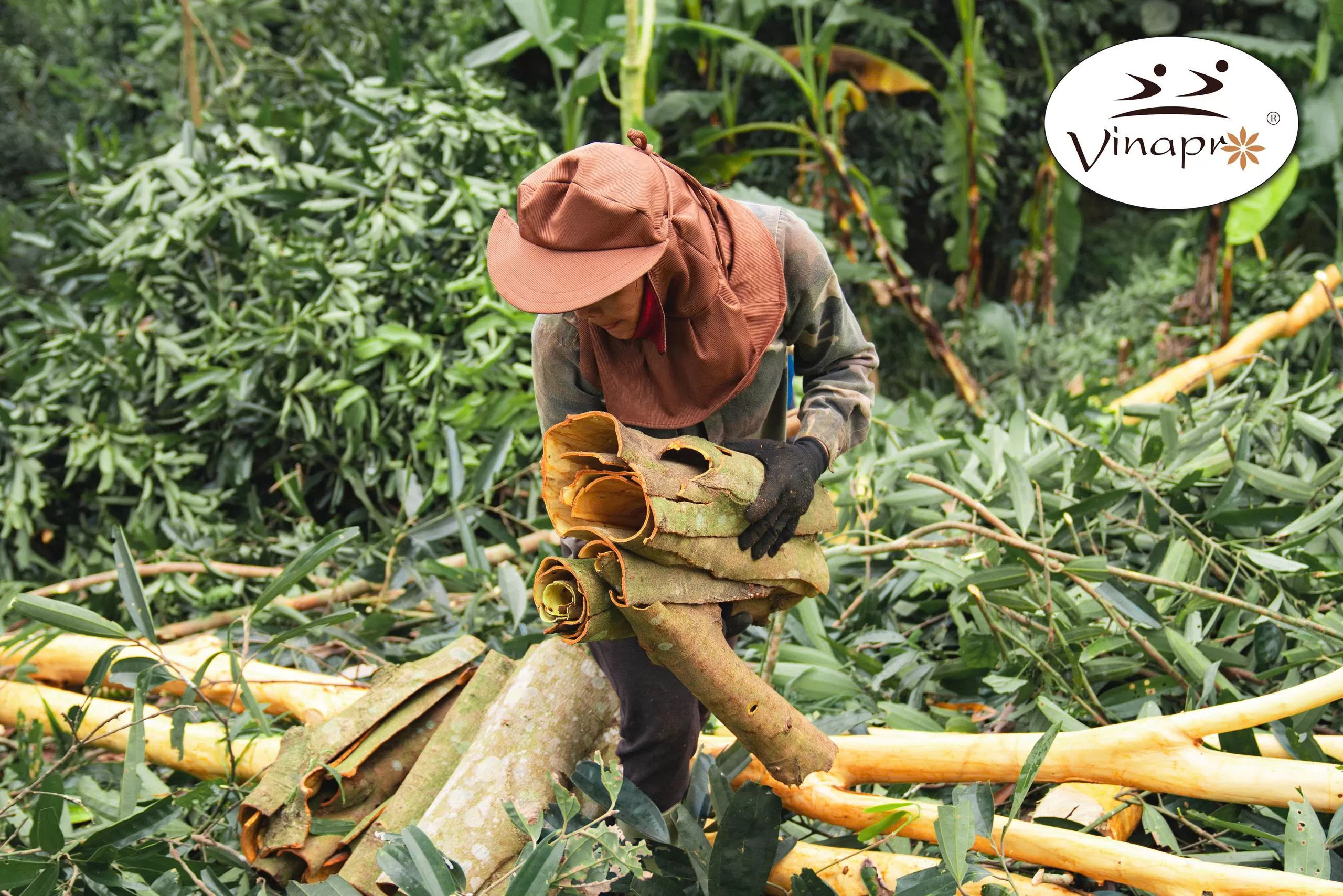 whole cassia