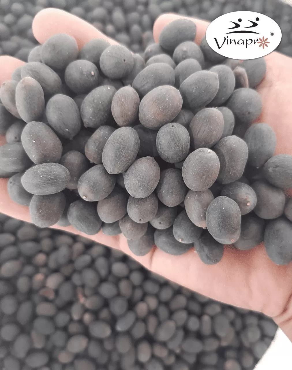 BLACK LOTUS SEED